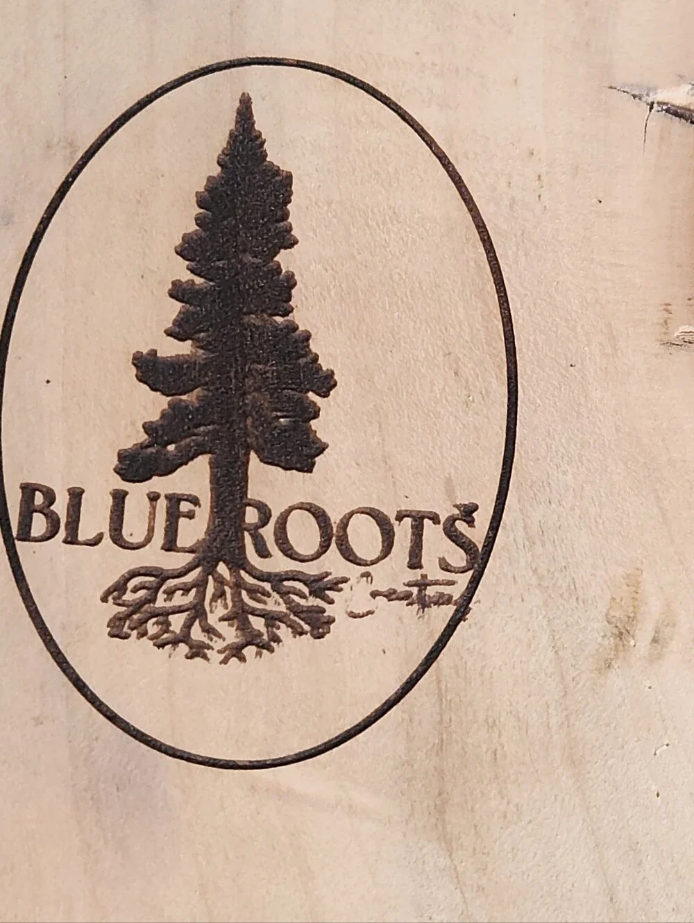 Blue Roots looking treat